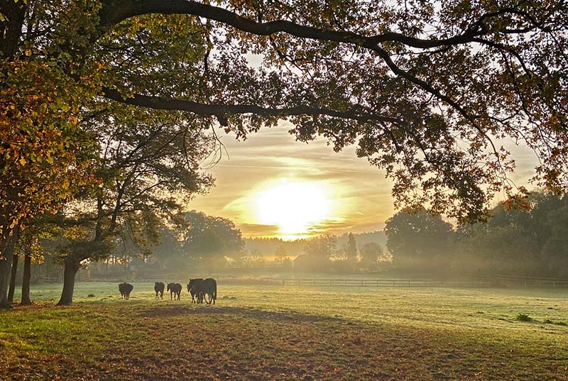 Pferdeweide