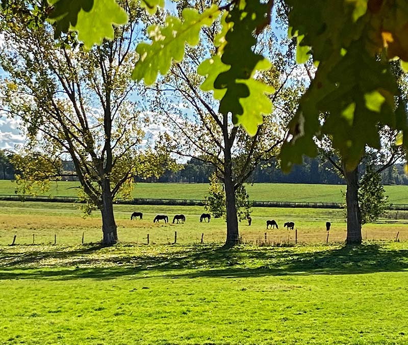 Auslauf
