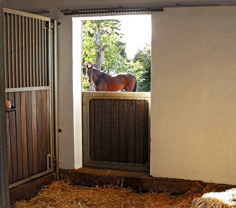 Auslauf am Stall