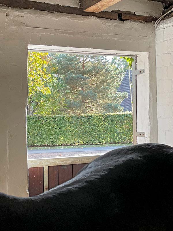 Boxen